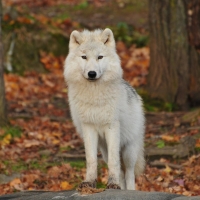 white wolf