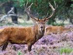 watchful stag