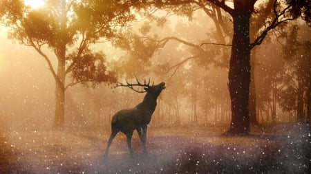 Deer - sparkling, silhouette, morning, forest, tree, horns, fantasy, toamna, autumn, deer, mist