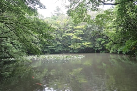 Green lake - lake, fish, tree, green