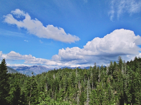 Klamath national forest in California - sky, forest, trees, clouds