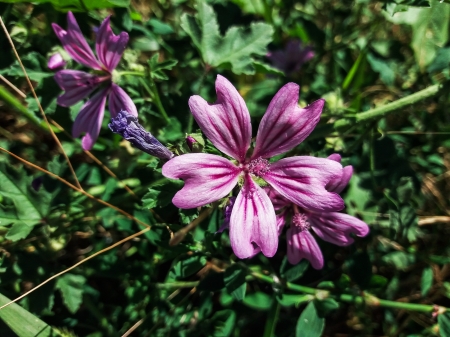 Just few flowers - flowers, nice, nature, green