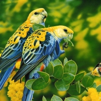 Parrots