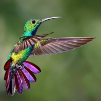 Hummingbird