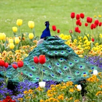 Peacock