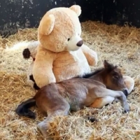 Teddy And Baby Horse