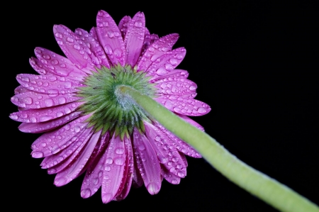 Gerbera - purple, petals, lilly, gerbera