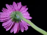 Gerbera