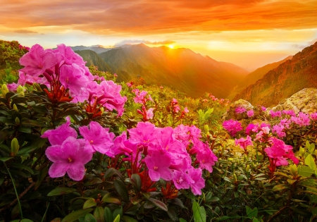 The first light - hills, summer, amazing, sunrise, light, mountain, glory, golden, sky, beautiful, morning, lovely, valley, orange, wildflowers, glow, rays, first, fiery