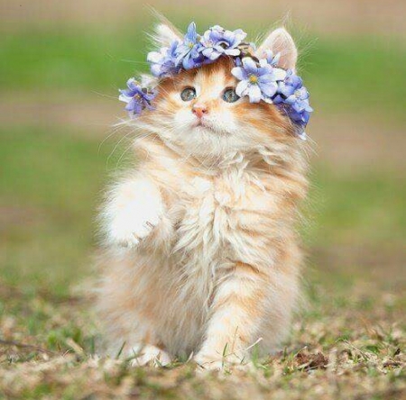 cute kitten with flower wreath - wreath, kitten, painting, cute, cats, animals