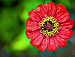 ZINNIA FLOWER