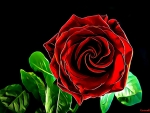 RED ROSE