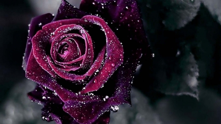 Red velvet rose - grena, night, photo, desktop, widescreen, purple, red, garden, dew, macro, 1920x1080, jasmine, image, photography, velvet, drops, colors, flower, petals, black, vine, picture, gray, rose, wallpaper