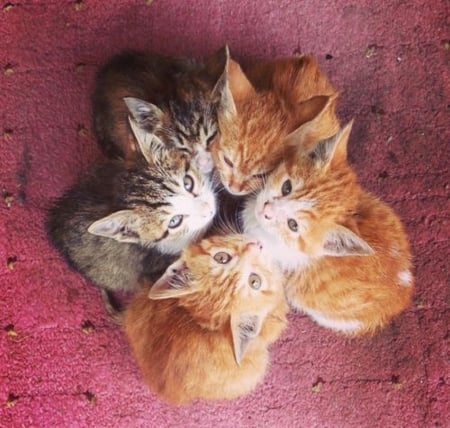 four cute kittens