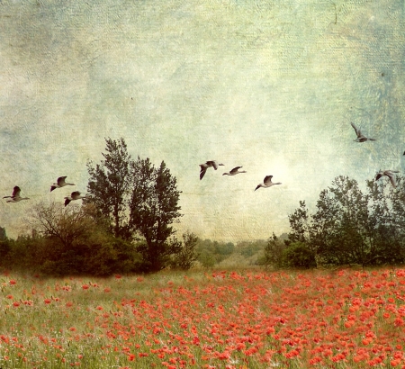 summer poppies field