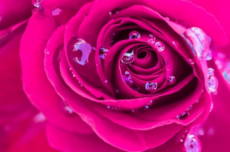 wet rose - flower, rose, droplet, petal