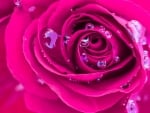 wet rose