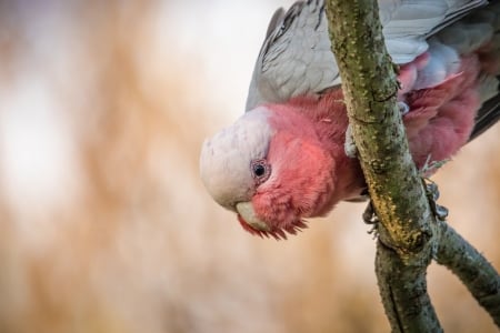 Cockatoo - white, pasare, bird, pink, parrot, cockatoo, papagal