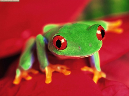 Frog - red, green, orange, amphibian, broasca, frog