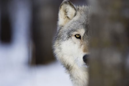 Wolf - lup, wolf, animal, eye