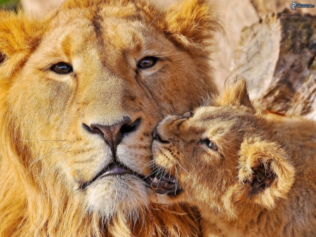 Lions - animal, pisica, cub, leu, cute, lion, cat