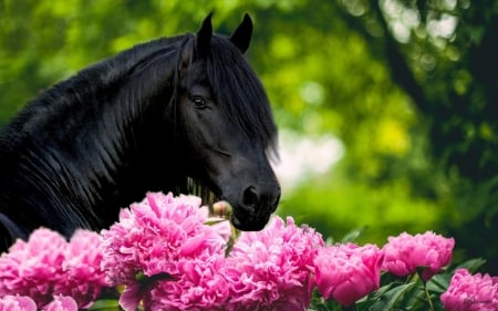 Black horse - black, peony, animal, green, flower, horse, pink