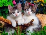 Kittens