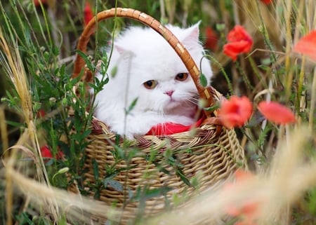 Kitten - cat, summer, basket, pisica, white, red, animal, green, cute, flower, poppy