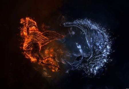 Fight - phoenix, black, bird, water, fight, blue, fire, fantasy, pasare, orange, luminos