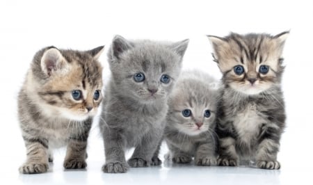 Kittens - animal, pisica, kitten, paw, cute, cat