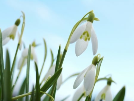 Snowdrops - snowdrops, white, spring, macro