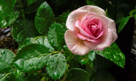 Beautiful pink rose - pretty, beautiful, fragrance, drops, wet, lovely, flower, petals, pink, leaves, scent, garden, rose