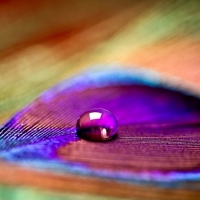 Water drop on a peacock feather