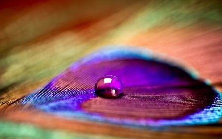 Water drop on a peacock feather - skin, colorful, peacock, blue, water drop, feather, orange, texture