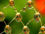 Water drops