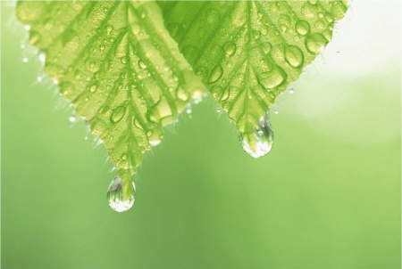 Water drops and leaves - summer, dew, rain, water drops, leaf, texture, autumn, skin, green