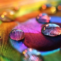 Water drops on peacock feather