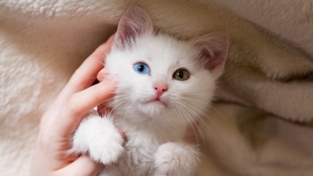 Blue Eye Green Eye - eyes, love, sweet, cat, pet, Firefox Persona theme, kitten, feline, kitty