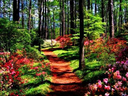 Lovely Forest - leaves, flowers, forest, trees