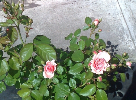 pink garden roses