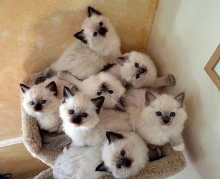 basket of cute kittens - basket, kittens, cute, cats, animals