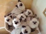 basket of cute kittens