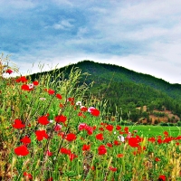 poppy field