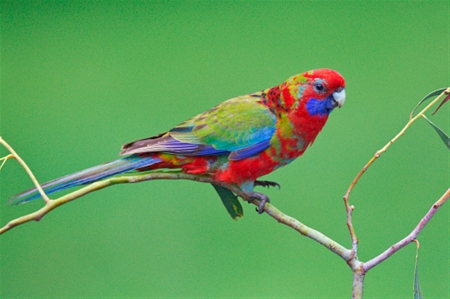 Crimson Rosella - wildlife, branch, animal, australia, outdoor, bird