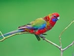 Crimson Rosella