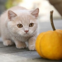 cute kitten and pumpkin