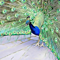 PEACOCK