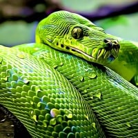 GREEN SNAKE