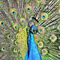 PEACOCK