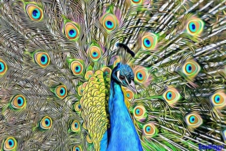 PEACOCK - fractal, image, art, abstract